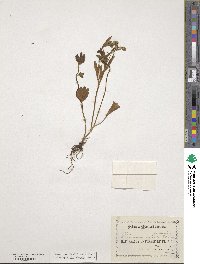Ranunculus cardiophyllus image