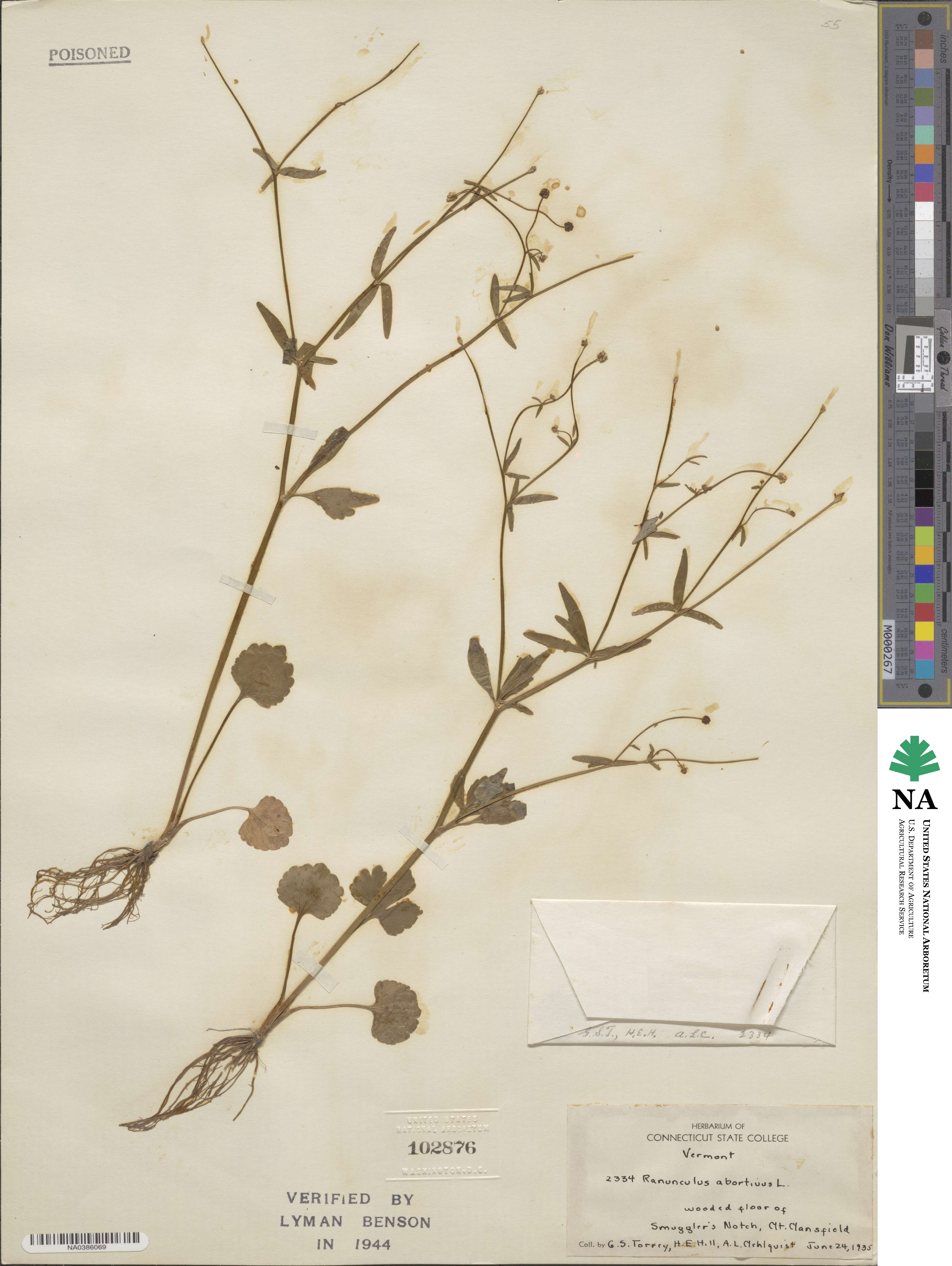 Ranunculus abortivus image