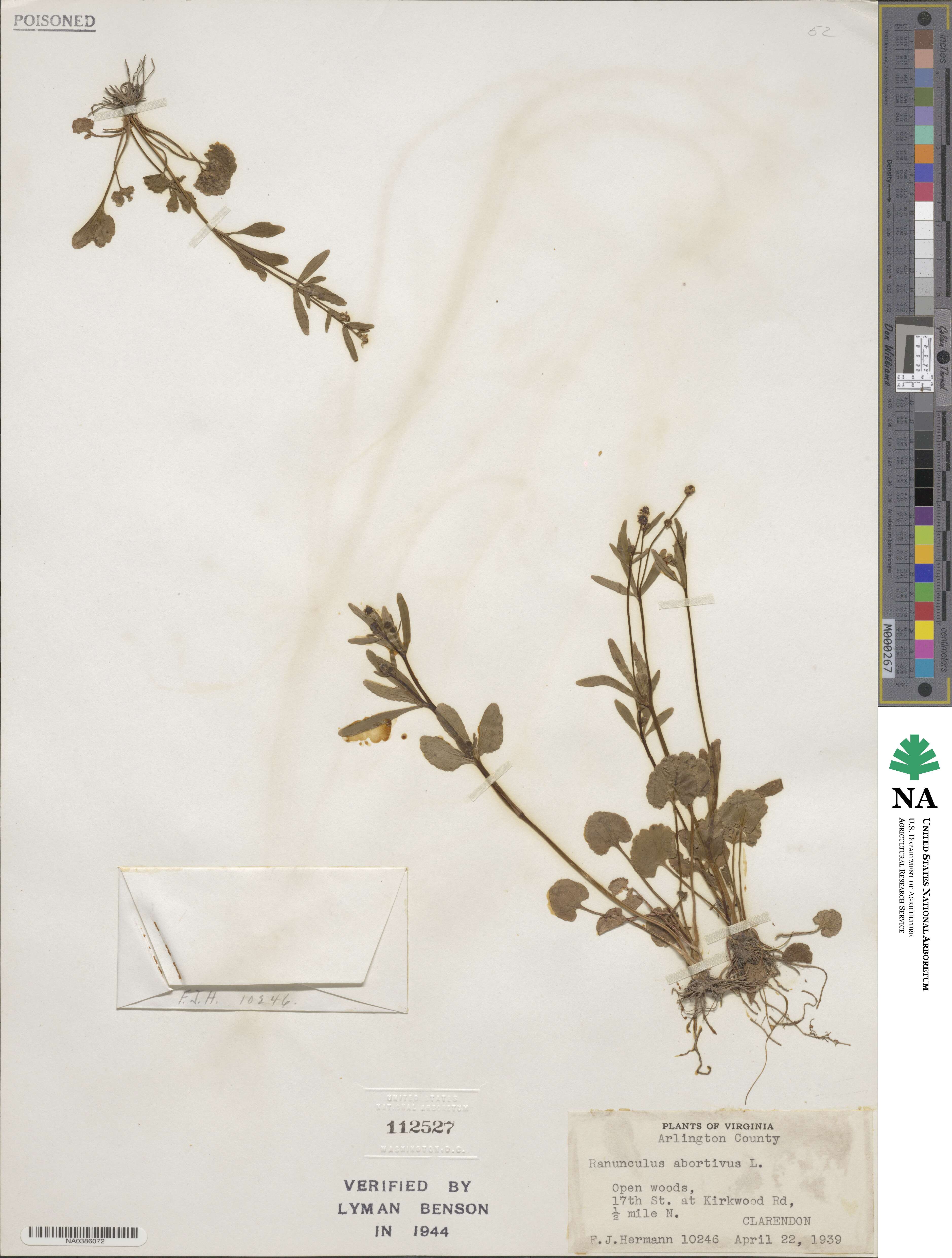 Ranunculus abortivus image