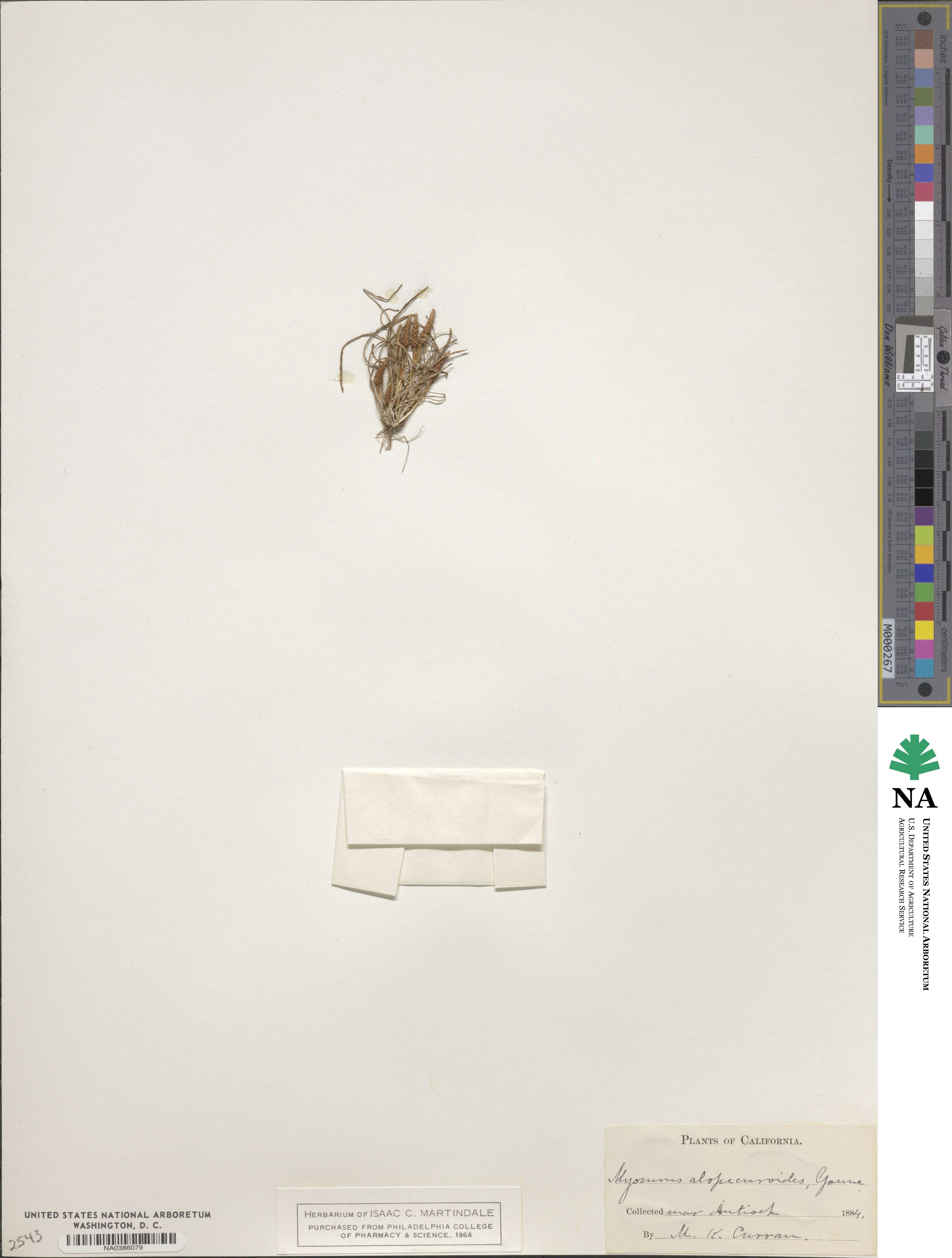 Myosurus alopecuroides image