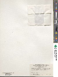 Myosurus aristatus image