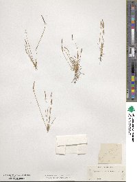 Myosurus aristatus image