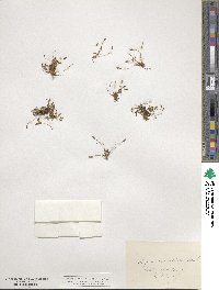 Myosurus aristatus image