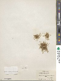 Myosurus aristatus image