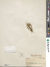 Myosurus aristatus image