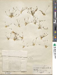 Myosurus aristatus image
