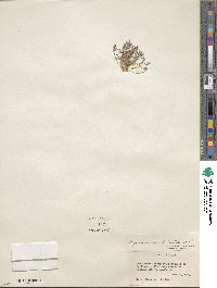 Myosurus aristatus image