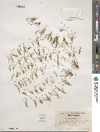 Myosurus aristatus image