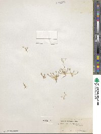 Myosurus aristatus image