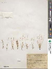 Myosurus aristatus image