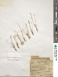 Myosurus aristatus image