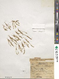 Myosurus aristatus image