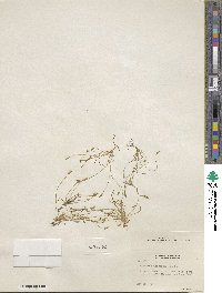 Myosurus aristatus image