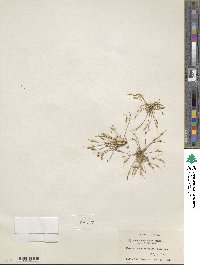 Myosurus aristatus image