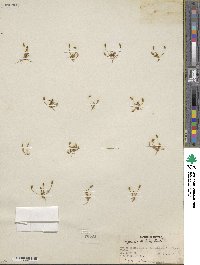 Myosurus aristatus image