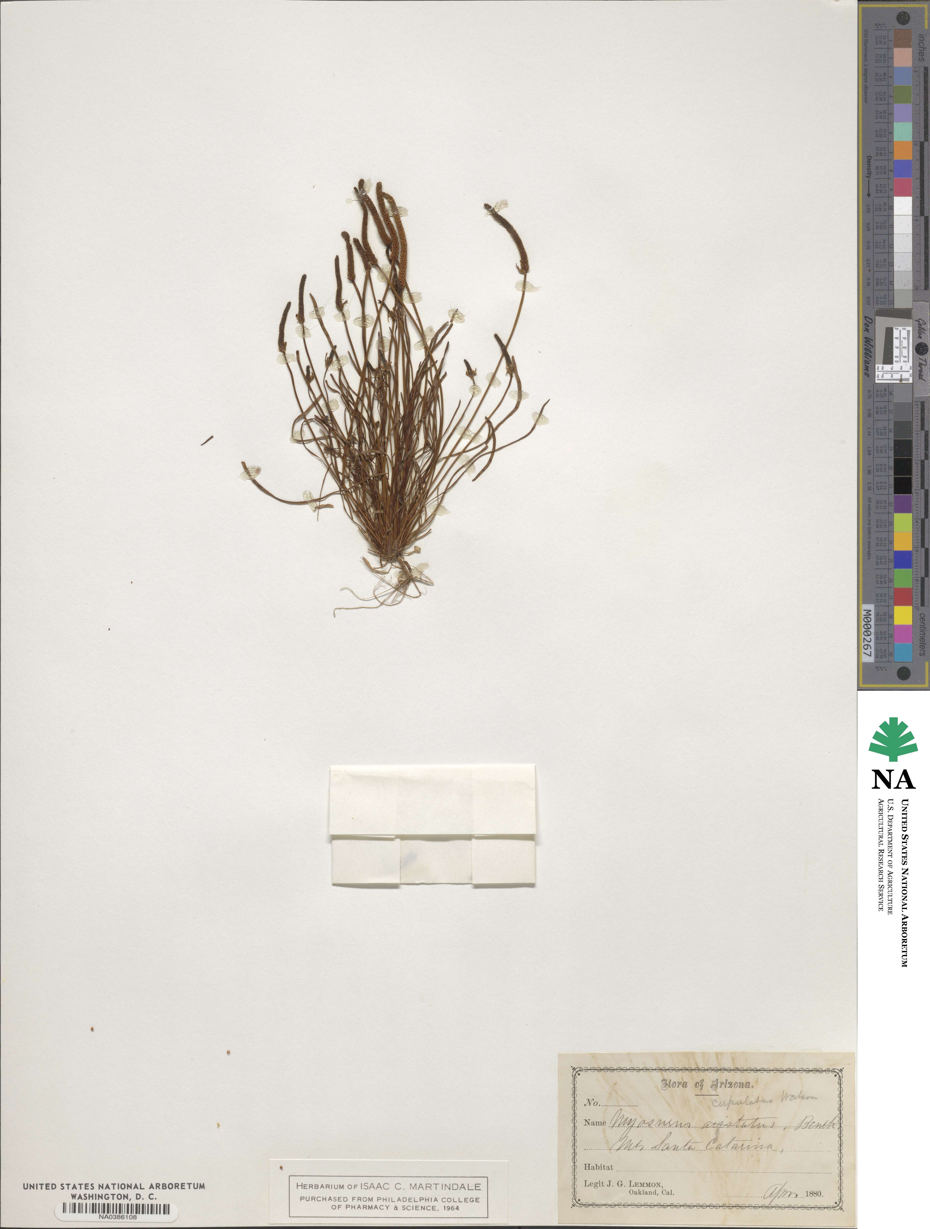 Myosurus cupulatus image