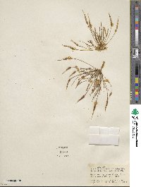 Myosurus cupulatus image