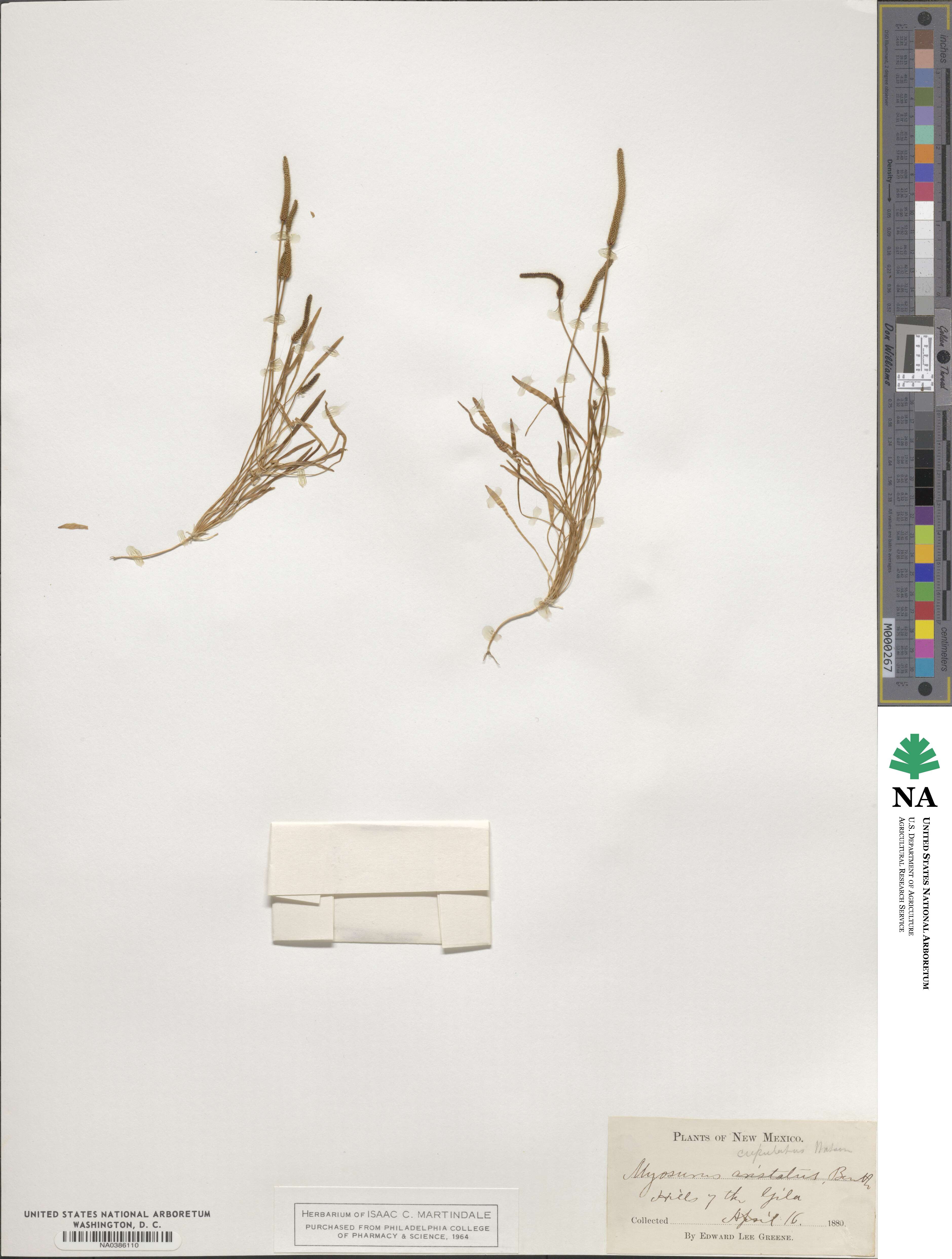 Myosurus cupulatus image
