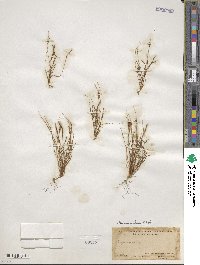 Myosurus cupulatus image