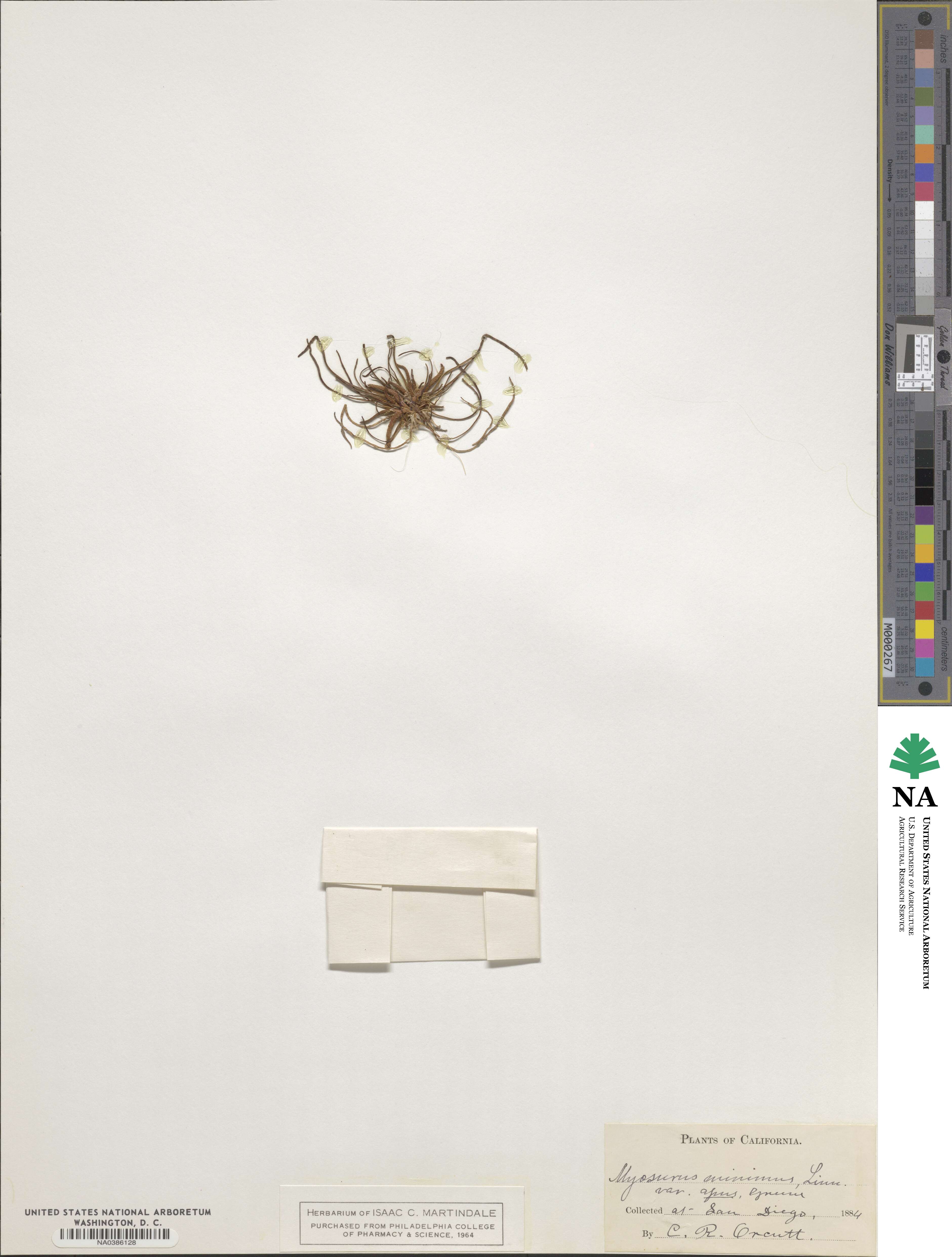 Myosurus × alopecuroides image