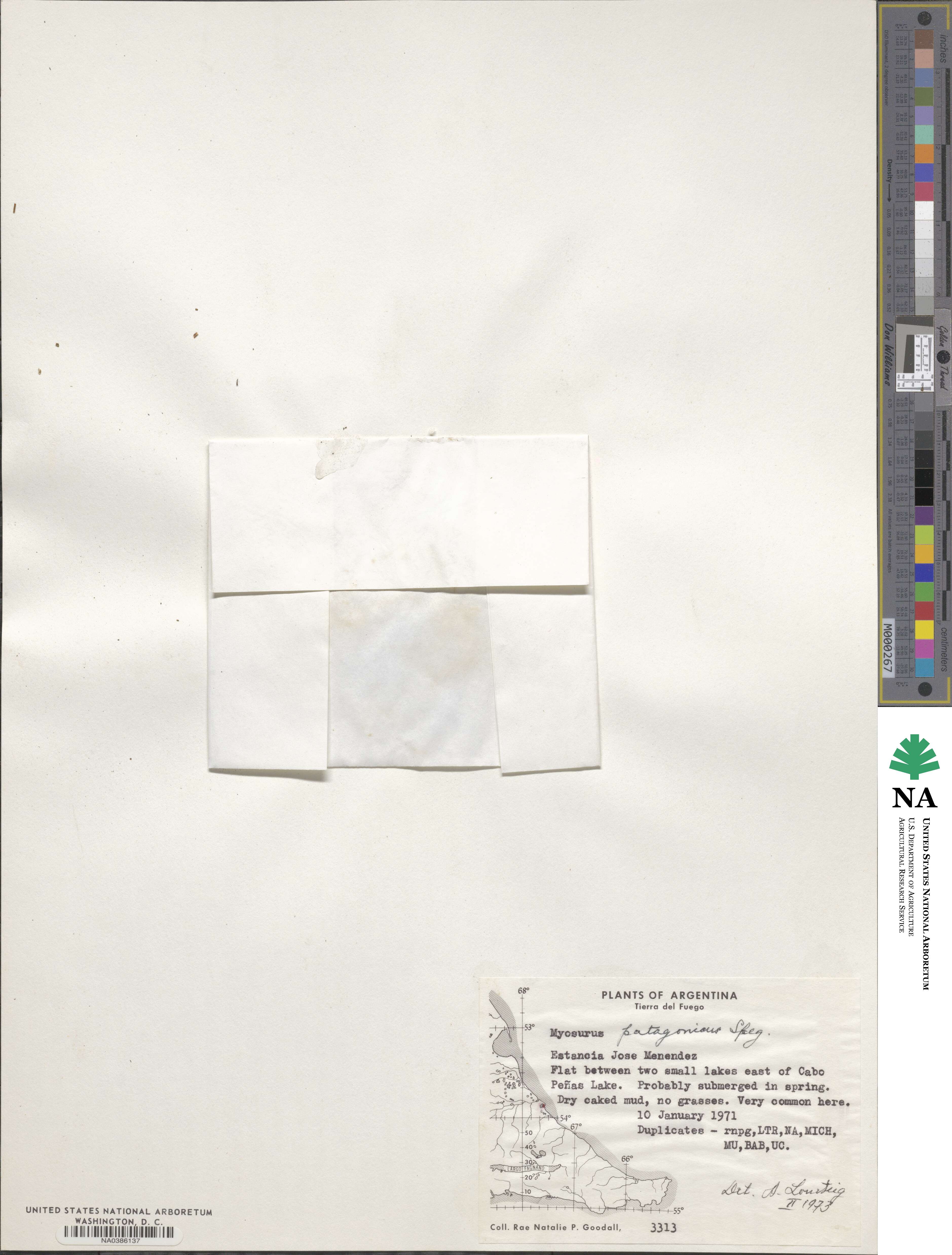 Myosurus image