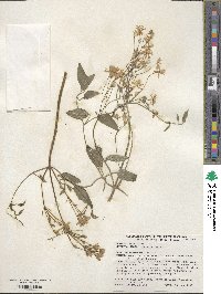 Pulsatilla vulgaris image