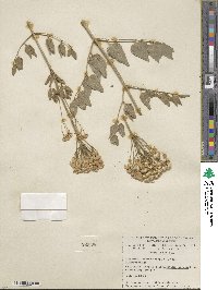 Pulsatilla vulgaris image