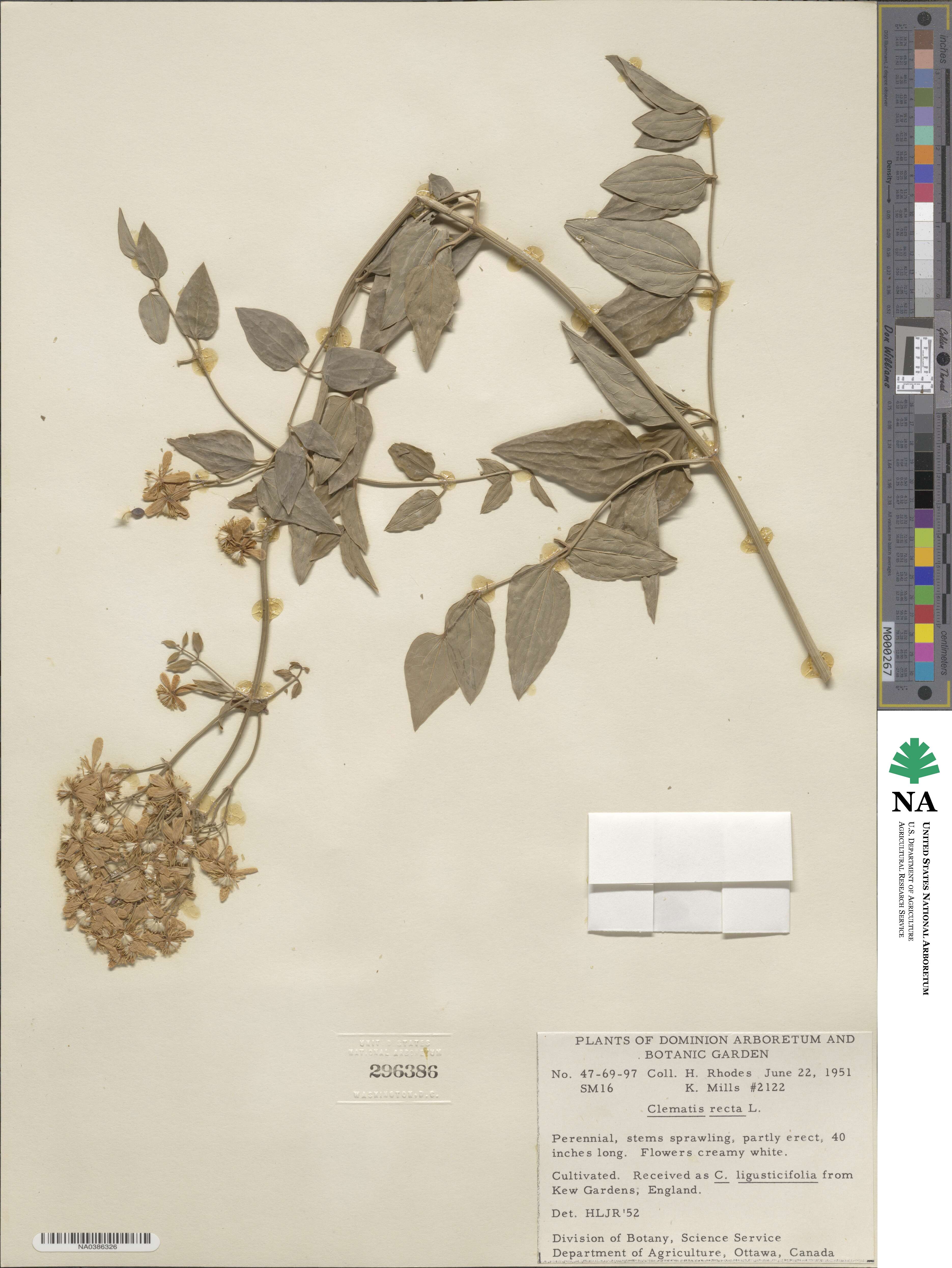 Pulsatilla vulgaris image