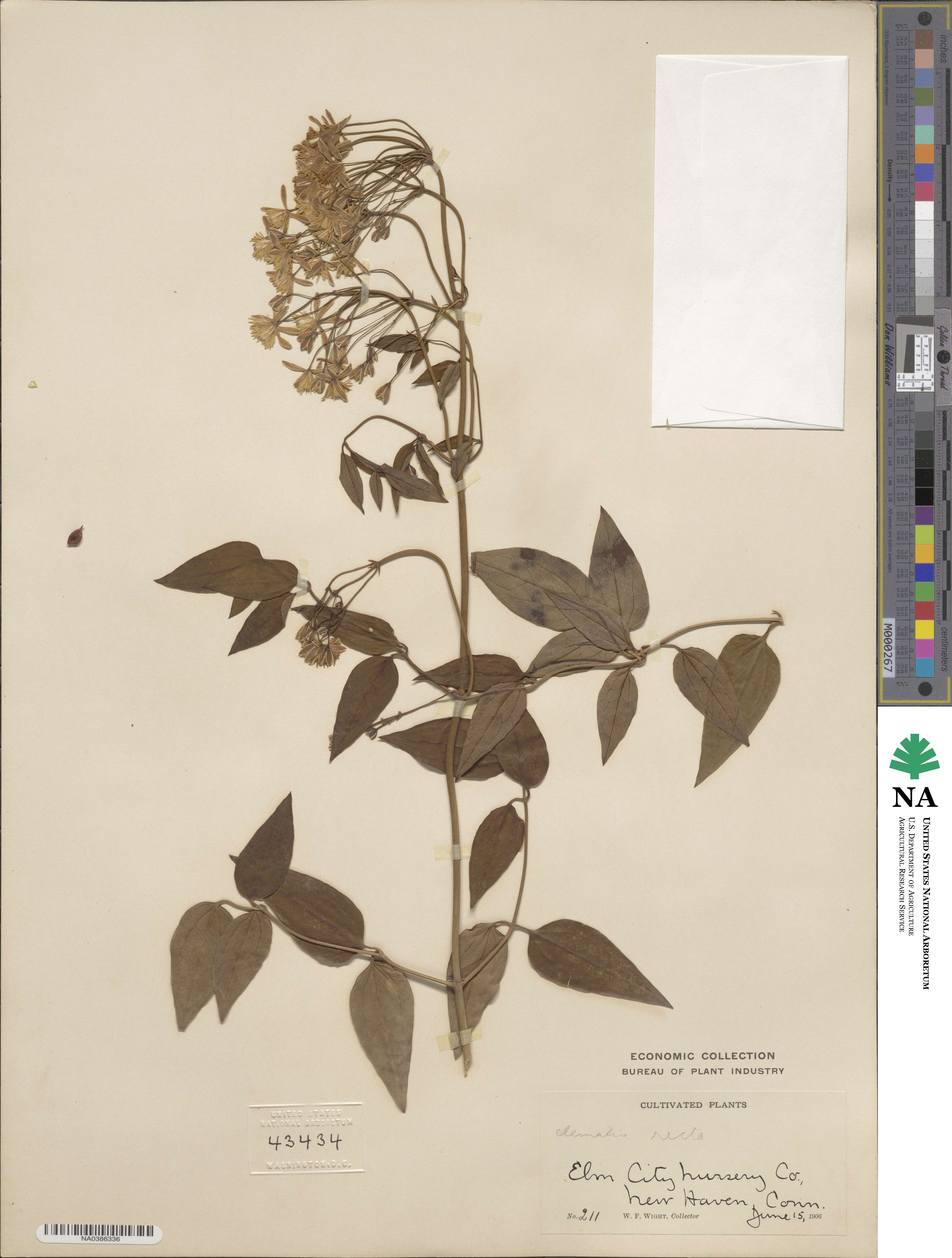 Pulsatilla image