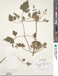 Anemone ranunculoides image