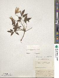 Pulsatilla alpina image