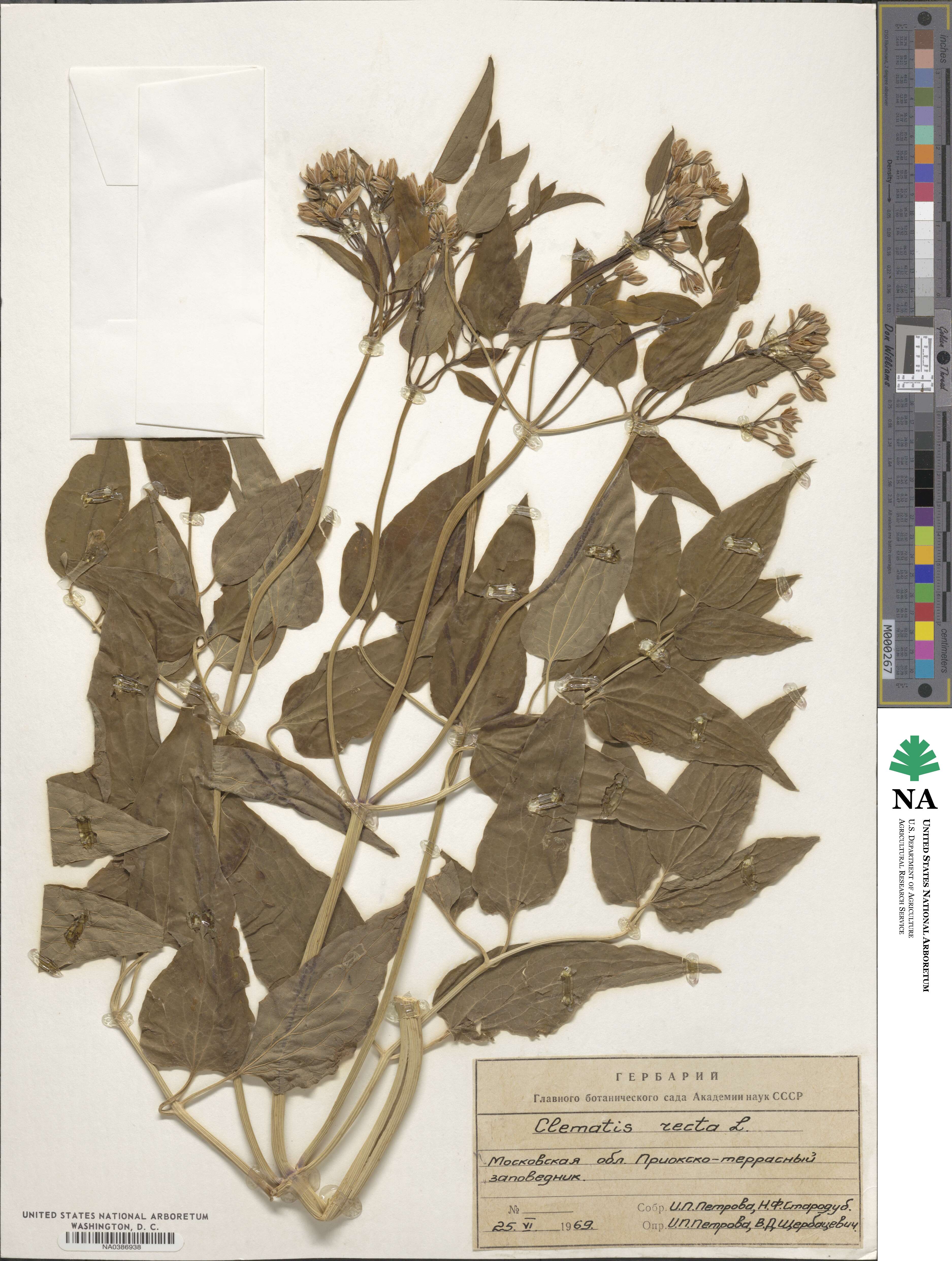 Pulsatilla vulgaris image