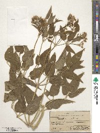 Pulsatilla vulgaris image