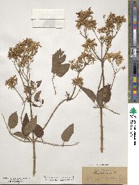 Pulsatilla vulgaris image