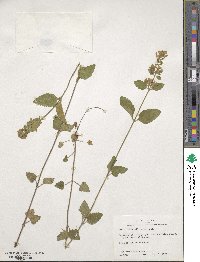 Scutellaria elliptica image