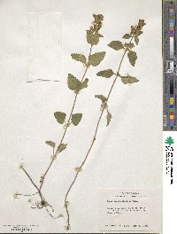 Scutellaria elliptica image