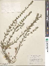 Scutellaria drummondii image