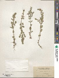 Scutellaria drummondii image