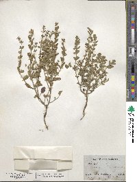 Scutellaria drummondii image