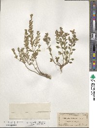 Scutellaria drummondii image