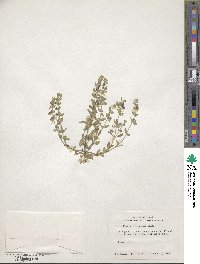 Scutellaria drummondii image