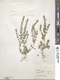 Scutellaria drummondii image