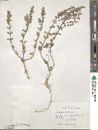 Scutellaria drummondii image