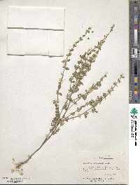 Scutellaria drummondii image