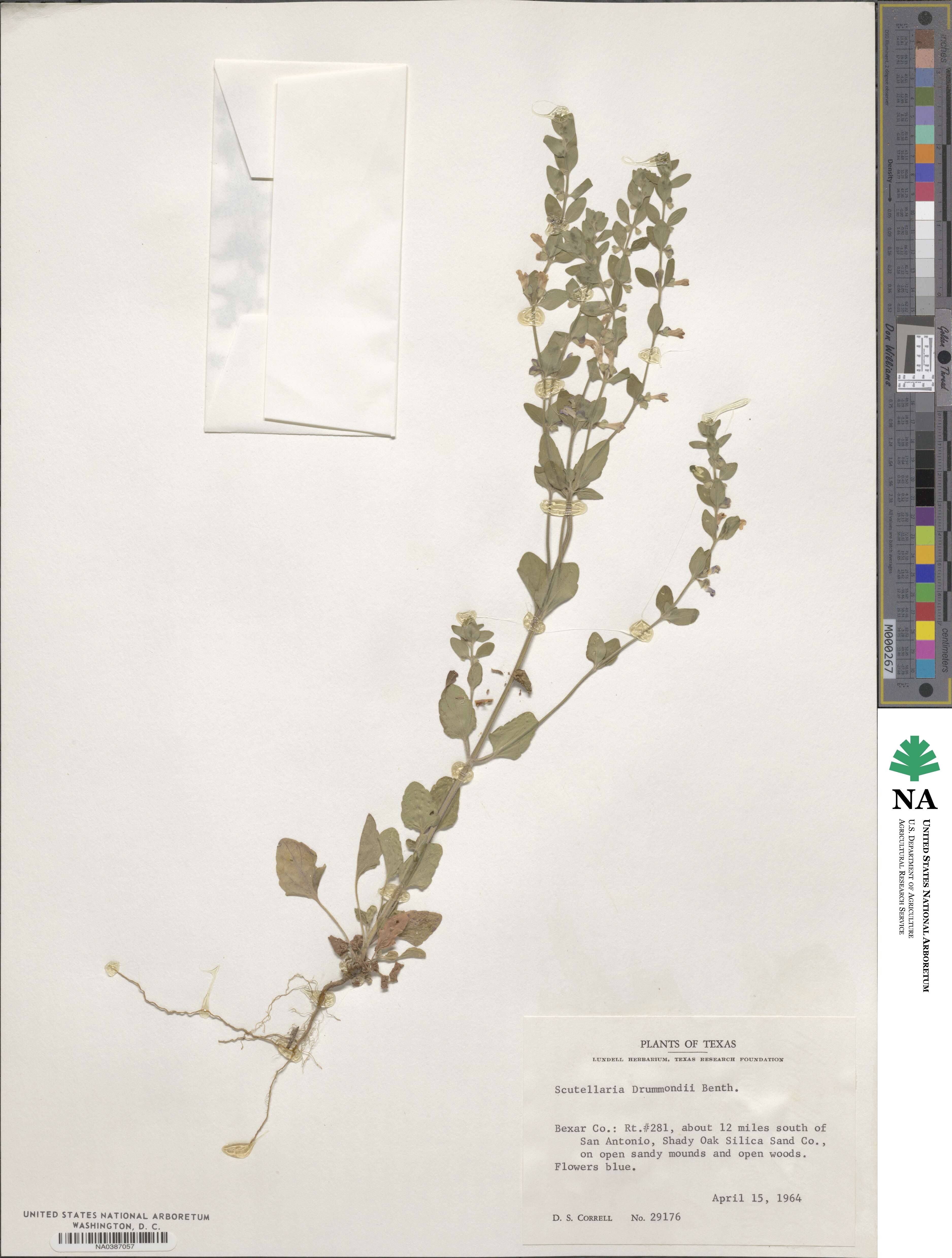 Scutellaria drummondii image