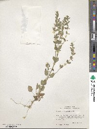 Scutellaria drummondii image