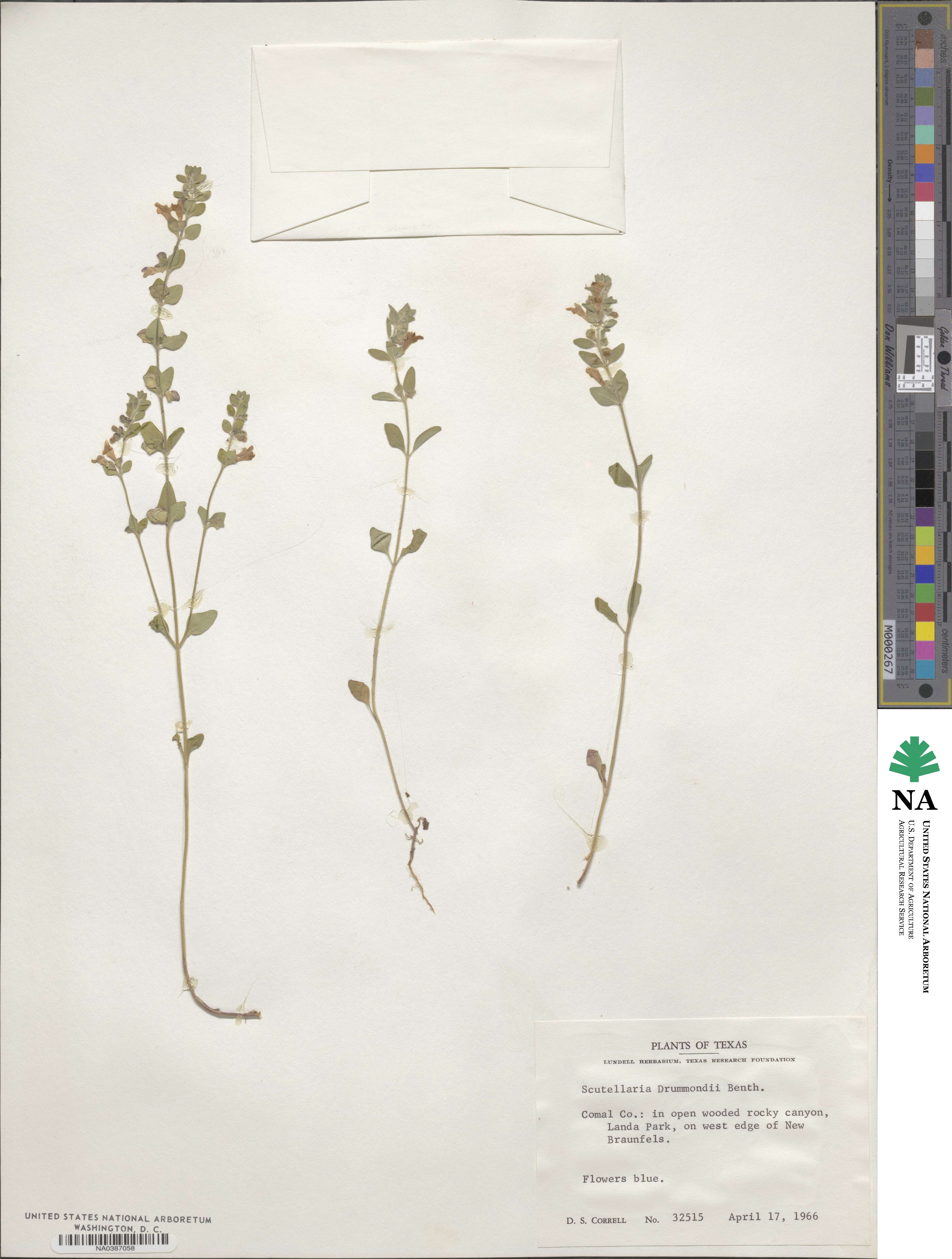 Scutellaria image