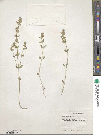 Scutellaria drummondii image