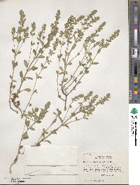 Scutellaria drummondii image