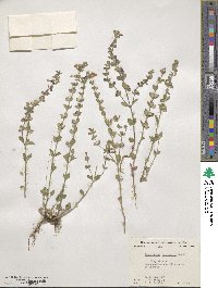 Scutellaria drummondii image